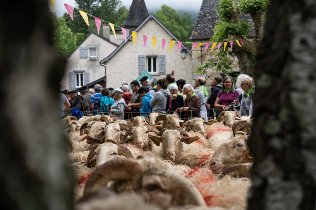 Transhumance des brebis Lourdios-Ichere_220 ©Gaturi_ivan-rodriguez-sveltstudio